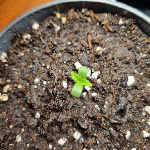 Her name's Bruciepoo growlog photo: Also getting tall, and the first "true" leaves look so cute, they should be earrings 