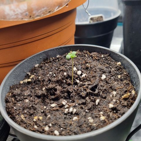 Her name's Bruciepoo growlog photo: Also getting tall, and the first "true" leaves look so cute, they should be earrings 