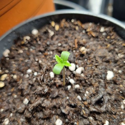 Her name's Bruciepoo growlog photo: Also getting tall, and the first "true" leaves look so cute, they should be earrings 
