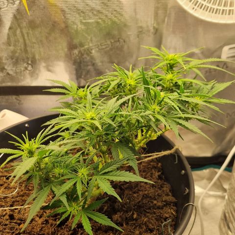Bettii growlog photo: I don't think the "bonsai" look will ever not be my favorite, the lean over and reach up look is just sick 
