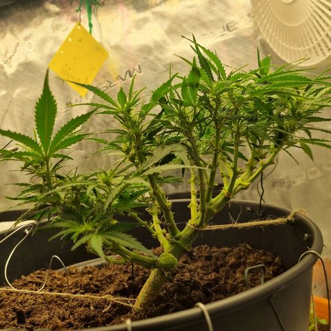Bettii growlog photo: I don't think the "bonsai" look will ever not be my favorite, the lean over and reach up look is just sick 