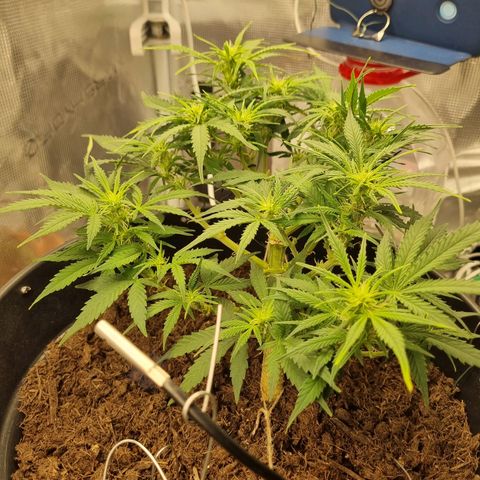 Bettii growlog photo: I don't think the "bonsai" look will ever not be my favorite, the lean over and reach up look is just sick 