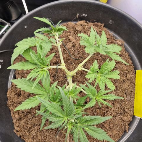 Melissa Bomb growlog photo: I was starting to get scared that she wouldn't bounce back from the high-stress training I've been putting her thru, but it looks like she's starting to. Mainline first attempt on track. 