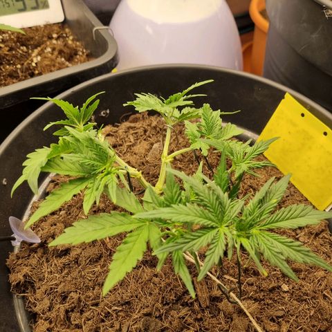 Melissa Bomb growlog photo: I was starting to get scared that she wouldn't bounce back from the high-stress training I've been putting her thru, but it looks like she's starting to. Mainline first attempt on track. 