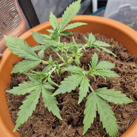 Patricia's Bitch Ass growlog timeline photo