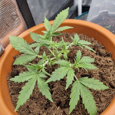 Patricia's Bitch Ass growlog timeline photo