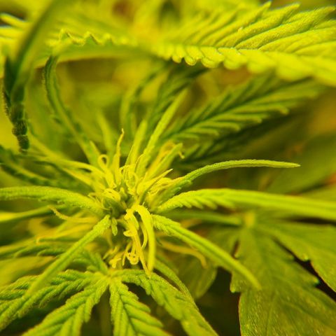 Bettii growlog photo: Some 40x closeups of some buds 💚