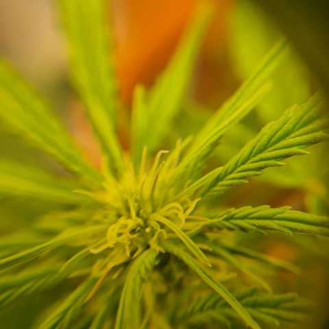 Bettii growlog photo: Some 40x closeups of some buds 💚