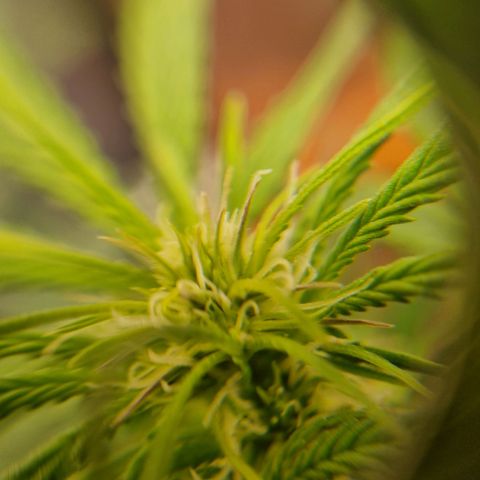 Bettii growlog photo: Some 40x closeups of some buds 💚