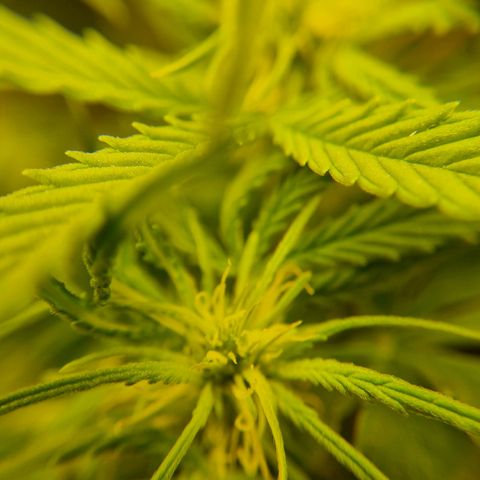 Bettii growlog photo: Some 40x closeups of some buds 💚