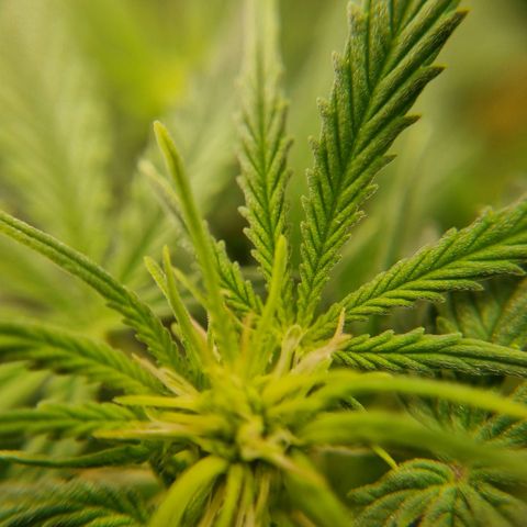 Bettii growlog photo: Some 40x closeups of some buds 💚