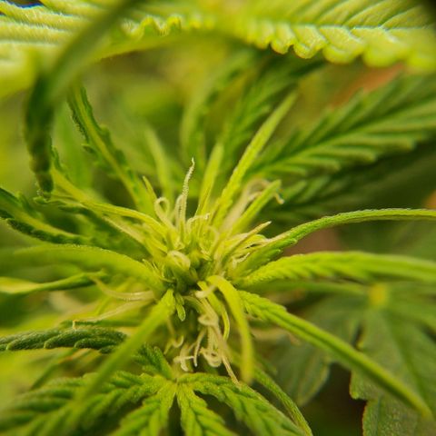 Bettii growlog photo: Some 40x closeups of some buds 💚