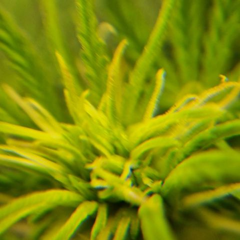 Bettii growlog photo: Some 40x closeups of some buds 💚