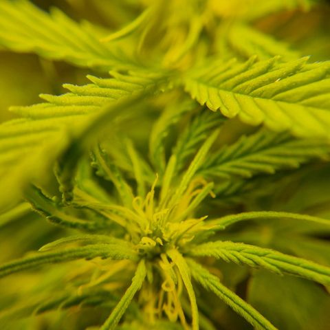 Bettii growlog photo: Some 40x closeups of some buds 💚