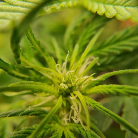 Bettii growlog photo: Some 40x closeups of some buds 💚
