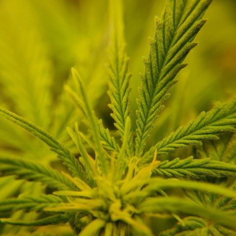 Bettii growlog photo: Some 40x closeups of some buds 💚