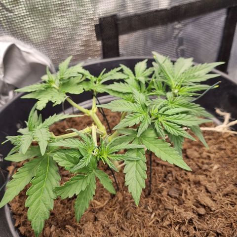 Melissa Bomb growlog timeline photo