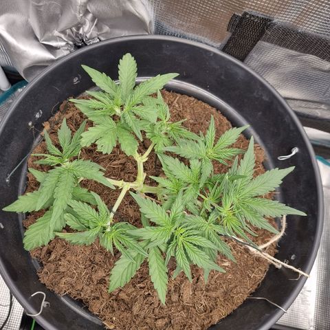 Melissa Bomb growlog timeline photo