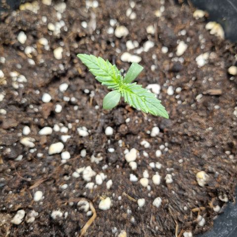 It's Brittney Biscotti Bitch growlog timeline photo