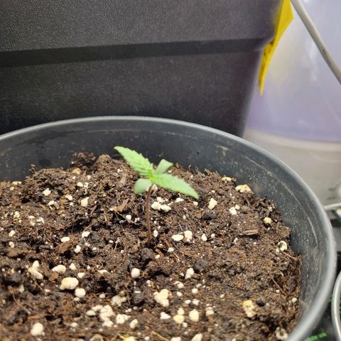 It's Brittney Biscotti Bitch growlog timeline photo