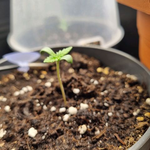Her name's Bruciepoo growlog timeline photo