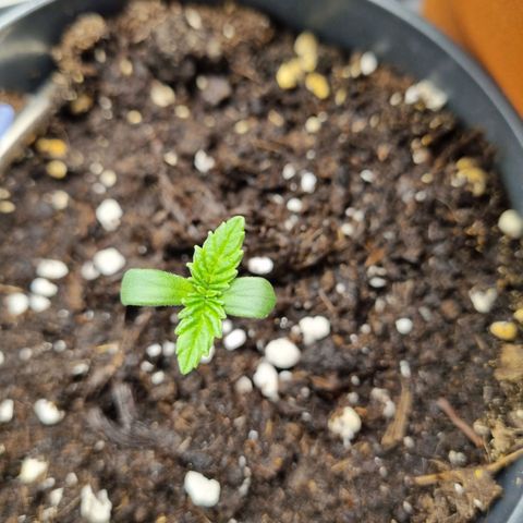 Her name's Bruciepoo growlog timeline photo