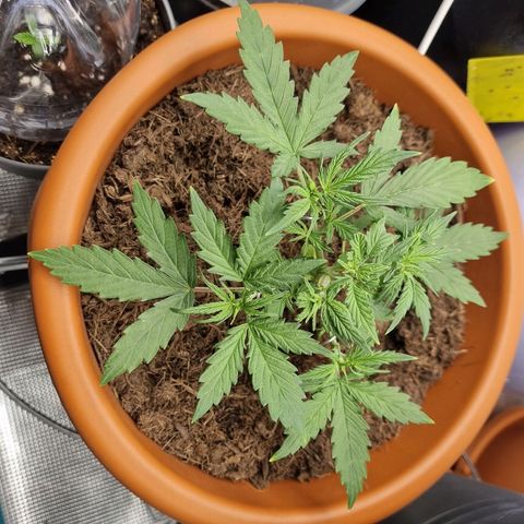 Patricia's Bitch Ass growlog timeline photo