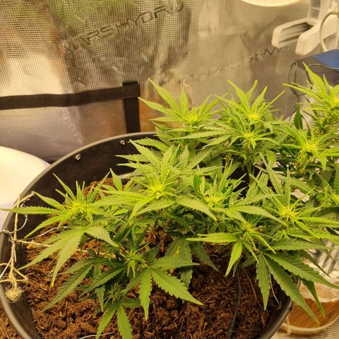 Bettii growlog timeline photo
