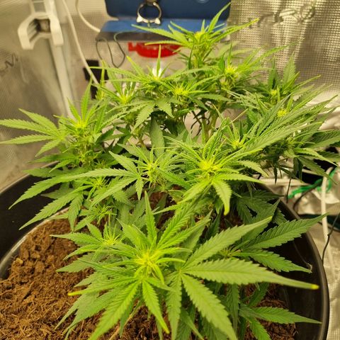 Bettii growlog timeline photo