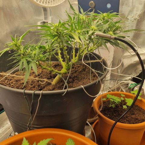Bettii growlog timeline photo