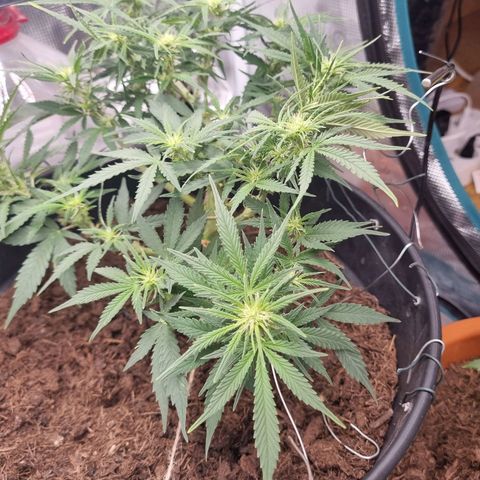 Bettii growlog timeline photo