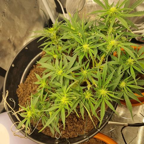 Bettii growlog timeline photo