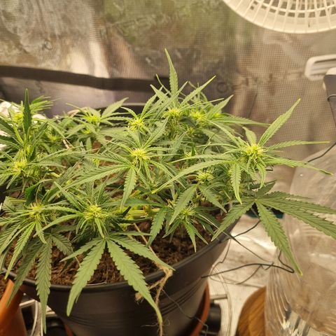 Bettii growlog timeline photo