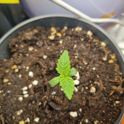 Her name's Bruciepoo growlog timeline photo