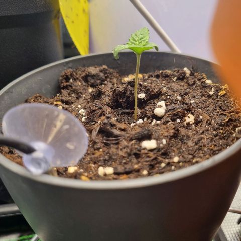 Her name's Bruciepoo growlog timeline photo