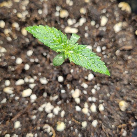 It's Brittney Biscotti Bitch growlog timeline photo