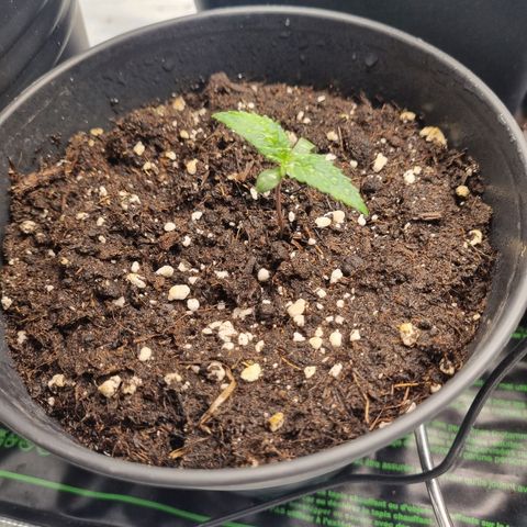 It's Brittney Biscotti Bitch growlog timeline photo