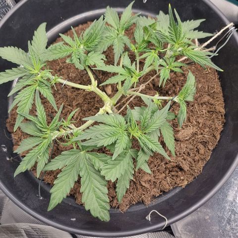 Melissa Bomb growlog timeline photo