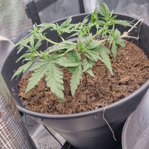 Melissa Bomb growlog timeline photo