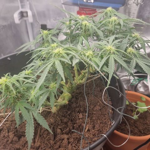 Bettii growlog photo: Morning shots