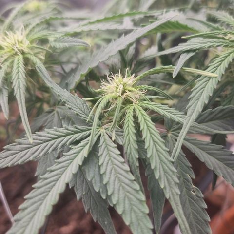 Bettii growlog photo: Morning shots