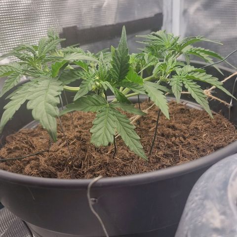 Melissa Bomb growlog timeline photo
