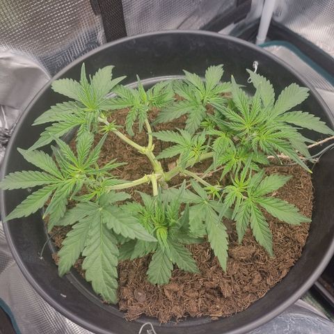 Melissa Bomb growlog timeline photo