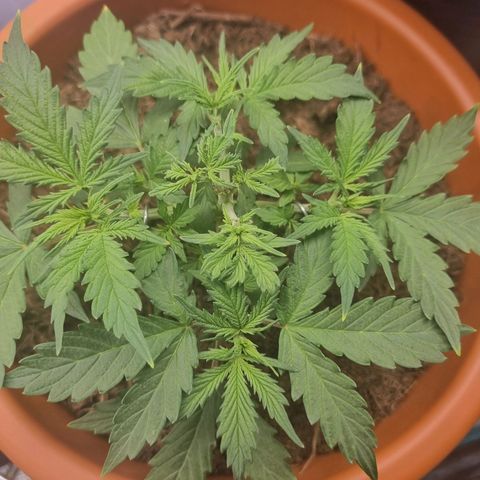Patricia's Bitch Ass growlog timeline photo