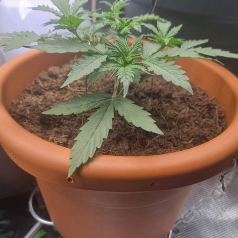 Patricia's Bitch Ass growlog timeline photo