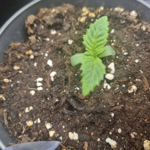 Her name's Bruciepoo growlog timeline photo
