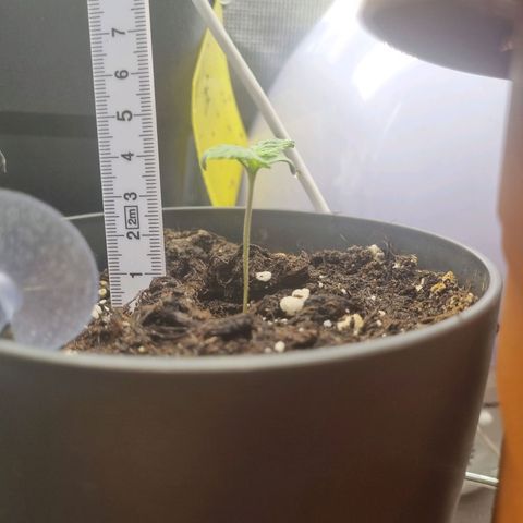 Her name's Bruciepoo growlog timeline photo