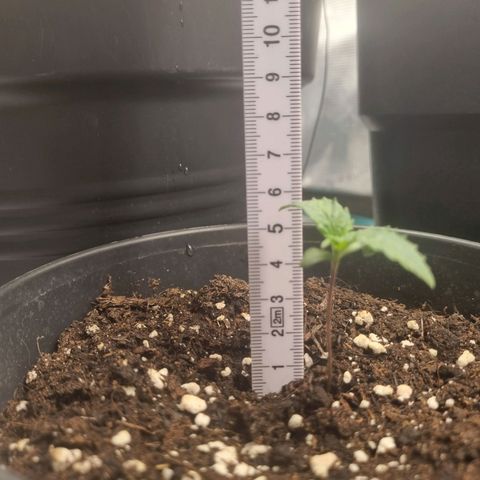 It's Brittney Biscotti Bitch growlog timeline photo