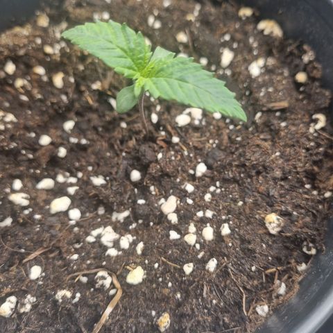 It's Brittney Biscotti Bitch growlog timeline photo