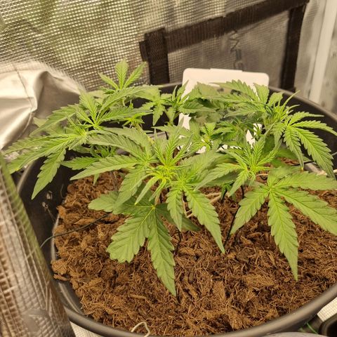Melissa Bomb growlog timeline photo
